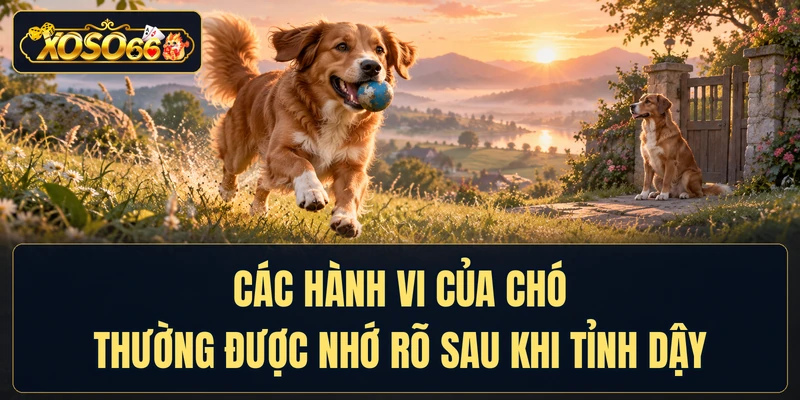 Các hành vi của chó thường được nhớ rõ sau khi tỉnh dậy